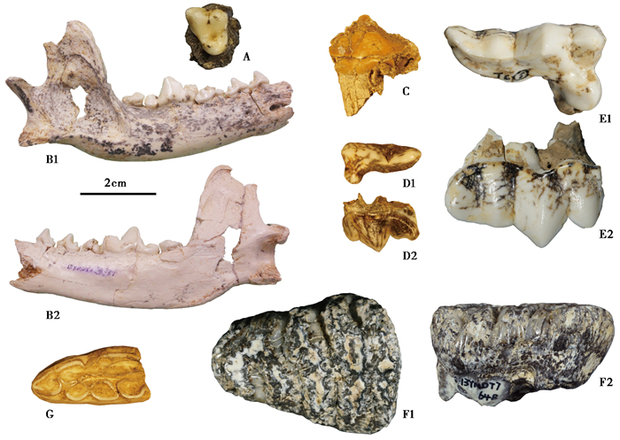 重庆巫山玉米洞遗址出土哺乳动物化石初步观察及时代分析