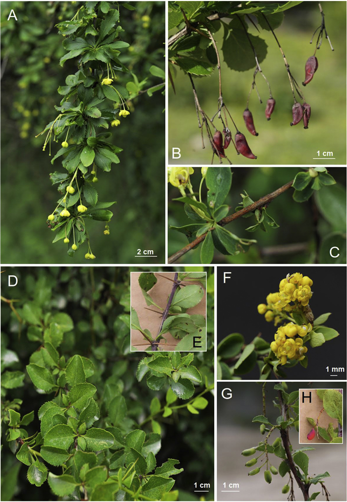 A. Berberis affinis [©ICFRE Dehradun (DD). Reproduced with the