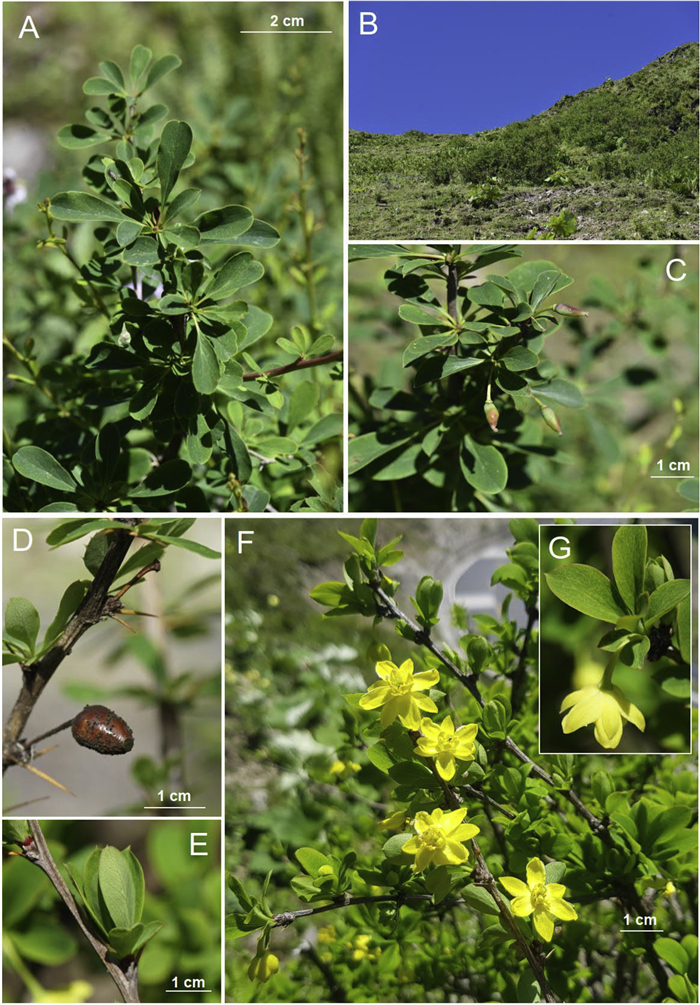 A. Berberis affinis [©ICFRE Dehradun (DD). Reproduced with the