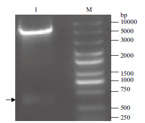 dna分子量标准;1:bamhⅠ/ecorⅠ双酶切pet30a-cd47     重组表达质粒