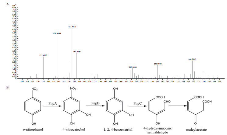 2.3 菌株rl-jy1降解对硝基苯酚的代谢产物及代谢途径分析