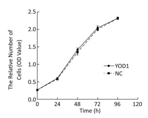 Overexpression Of Yod1 Promotes The Migration Of Human Oral Keratinocytes By Enhancing Tgf Signaling