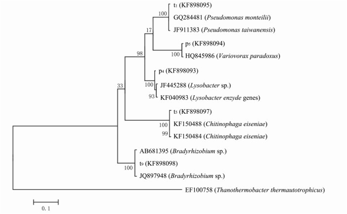 菌株16s rrna基因的系统发育树 fig.