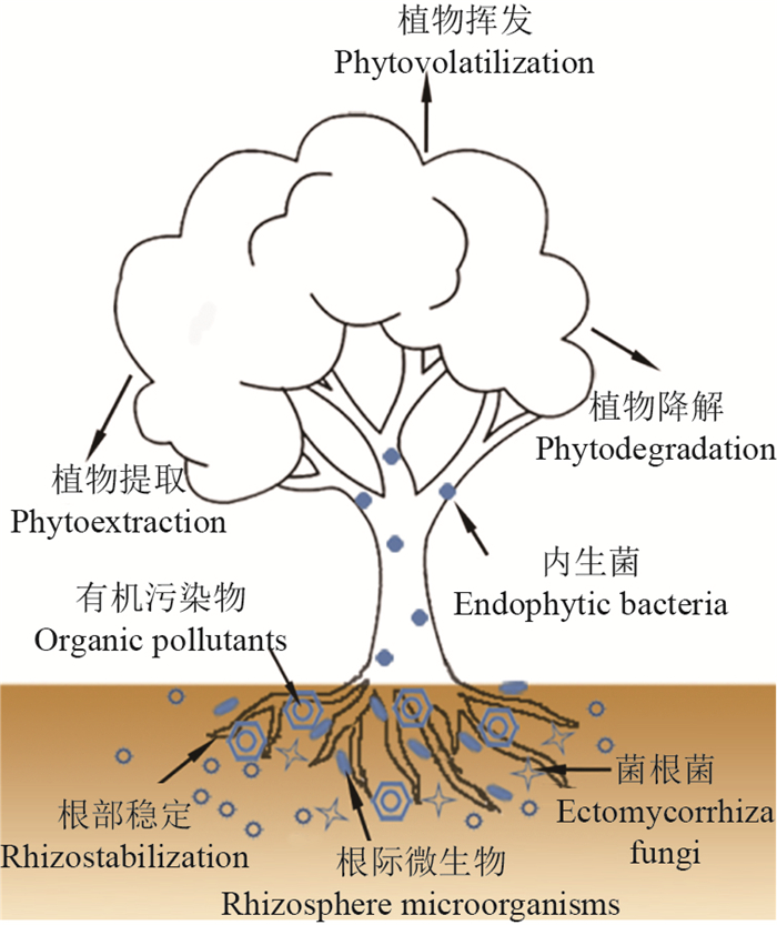 有机污染物的植物 微生物联合修复技术研究进展