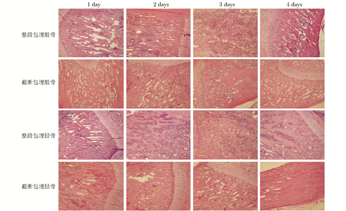 各组骨组织he染色结果(×40)figure   he staining of all