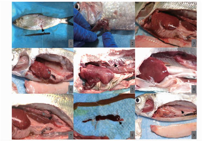 美国鲥鱼内脏结节病的组织病理学观察