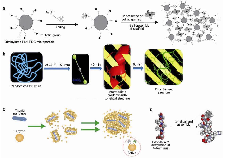 New Frontiers In Biomaterials Research For Tissue Repair And Regeneration