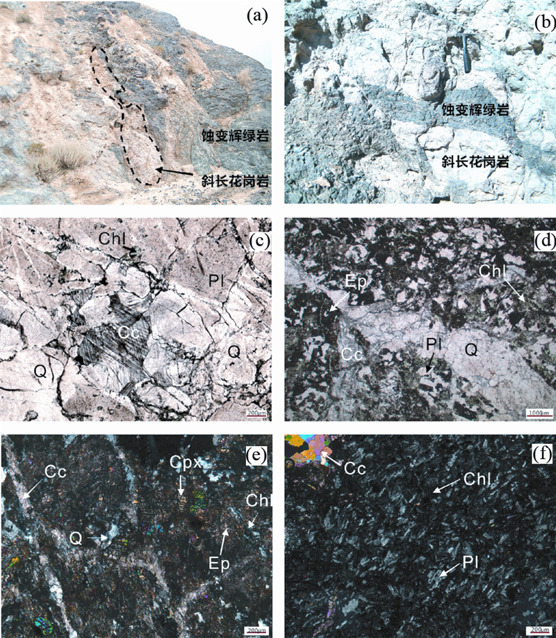 部分熔(a)斜长花岗岩呈透镜体状和不规则脉状与围岩蚀变辉绿岩接触