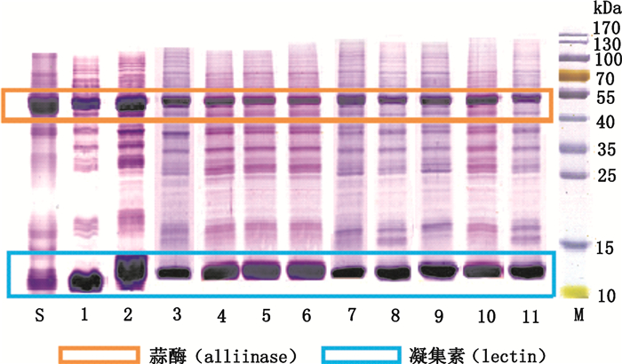 sds-聚丙烯酰胺凝胶电泳法同时测定不同产地大蒜药材