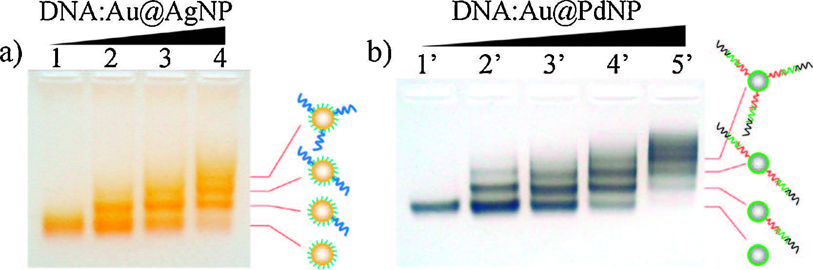 Gel electrophoresis as a nanoseparation tool serving DNA 