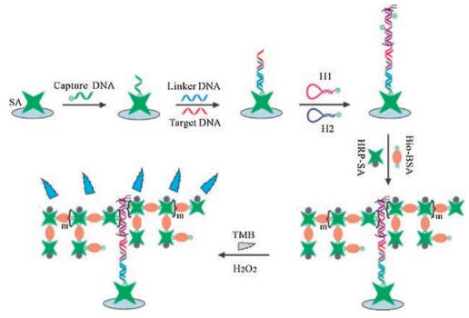 Fig. 1. Schematic Representation Of The Dual-amplification System For ...