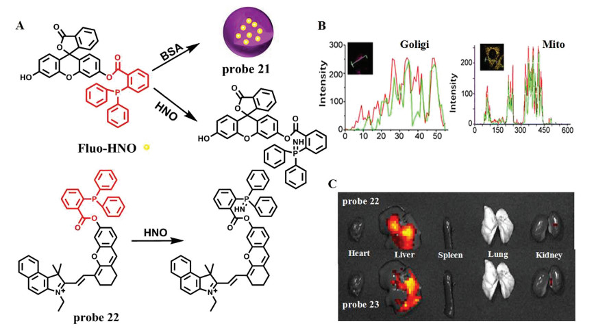 Fluorescence spectra of NMM-probe DNA after incubation with varying