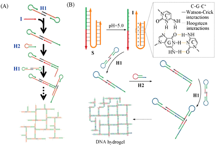 Dna Hydrogels Self Assembled From Enzyme Polymerized Dna Sequences