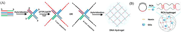 Dna Nanohydrogels Based On Self Assembly