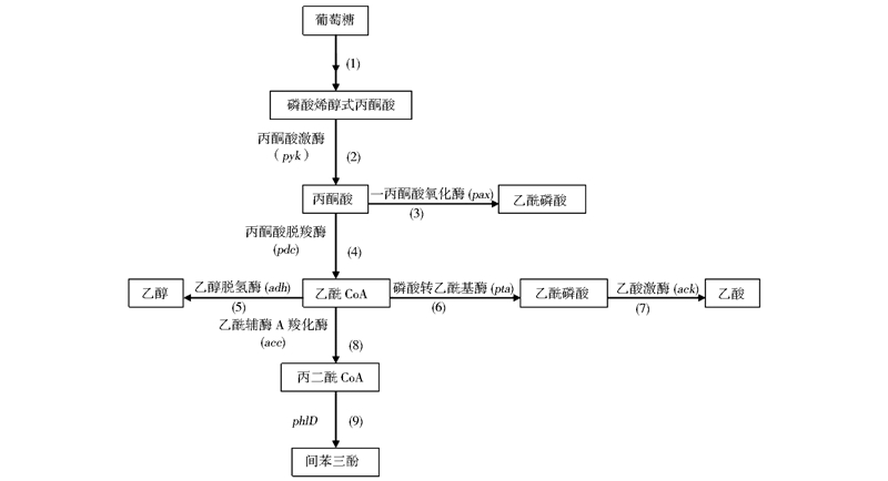 可推测其催化途径如图 1所示,葡萄糖进入emp途径之后,产物丙酮酸经