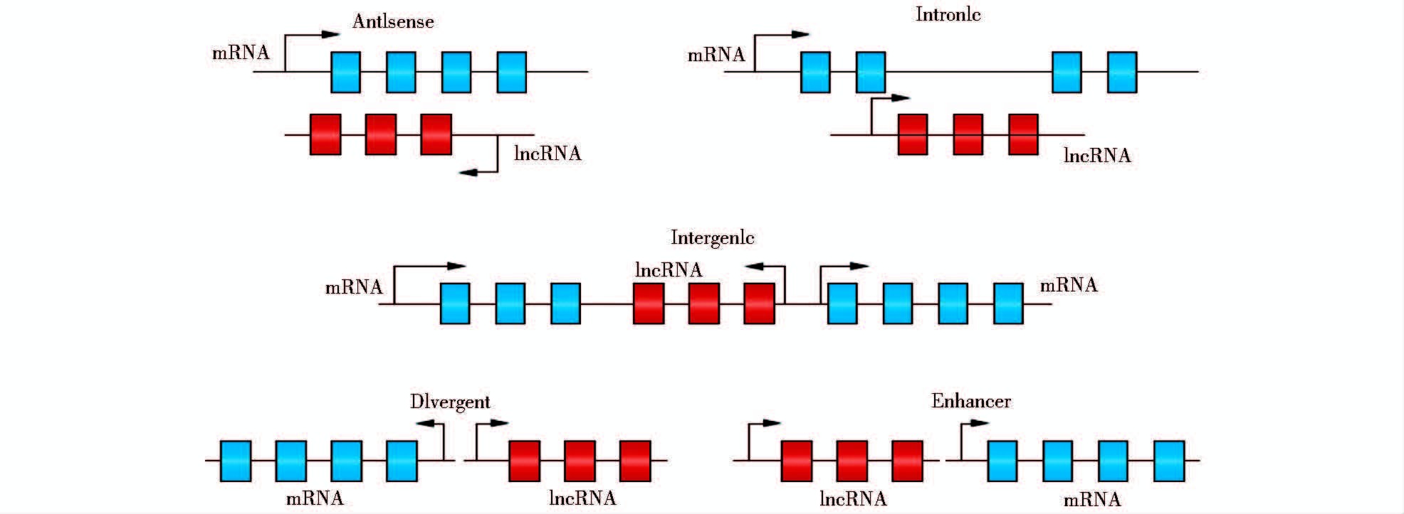 lncrna二级,三级结构复杂,功能多样,但截至目前,仍缺乏有效的分类方法