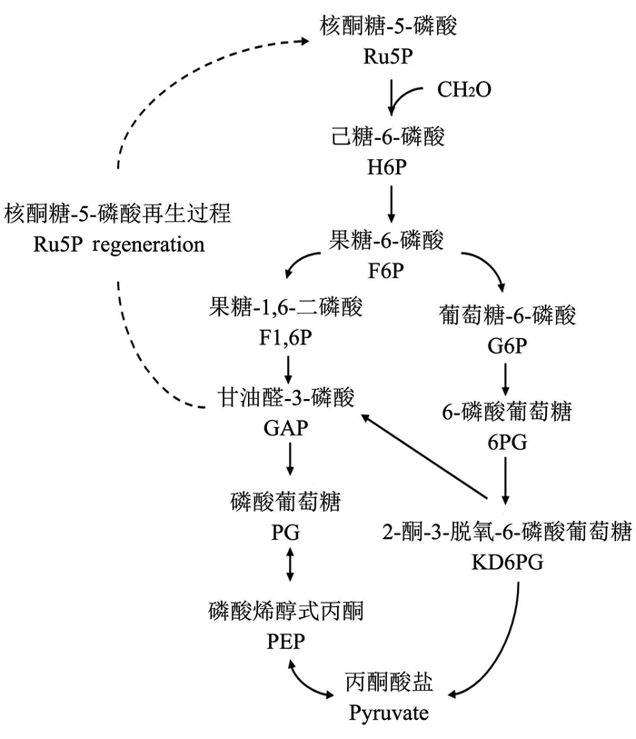 将果糖-6-磷酸转化成丙酮酸盐:entner-douderoff(edd)途径和emp途径