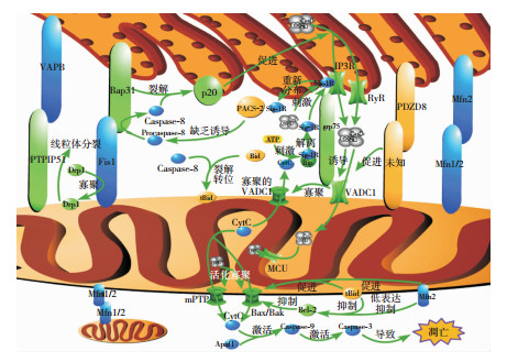 線粒體相關內質網膜上的連接蛋白與神經退行性疾病的研究進展