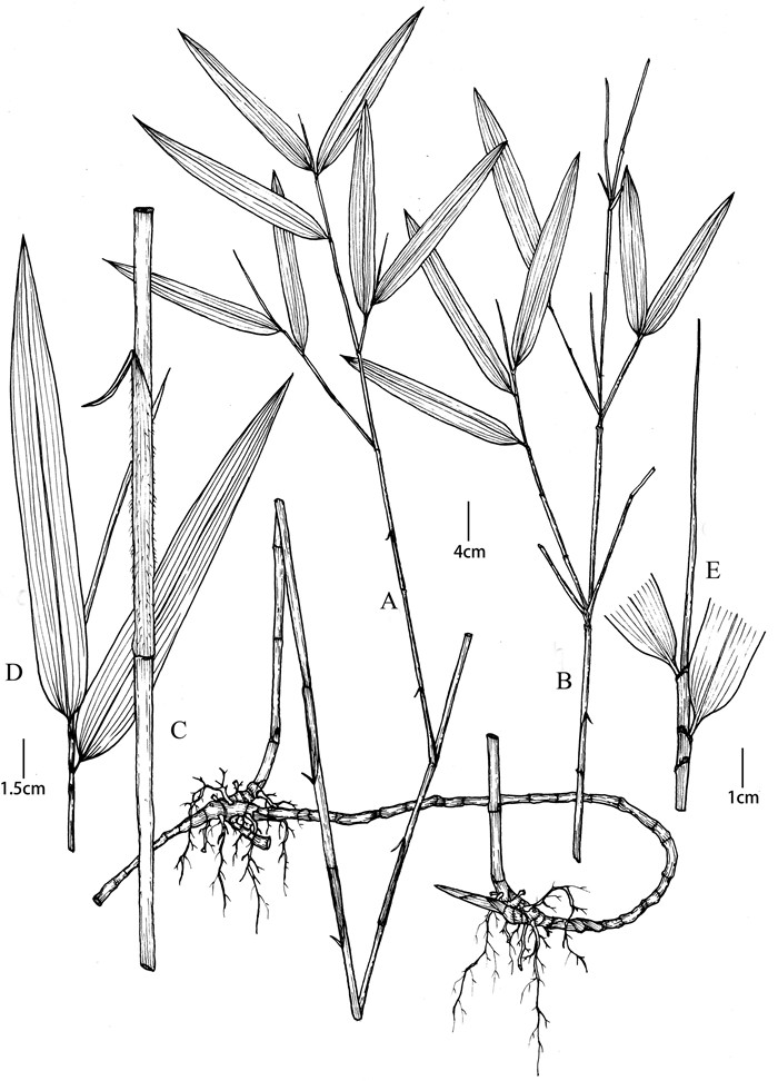 Two new species of Yushania (Poaceae: Bambusoideae) from South China ...