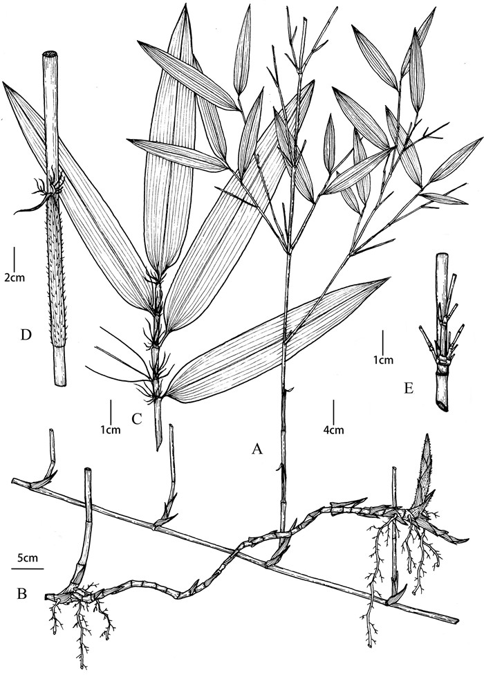 Two new species of Yushania (Poaceae: Bambusoideae) from South China ...