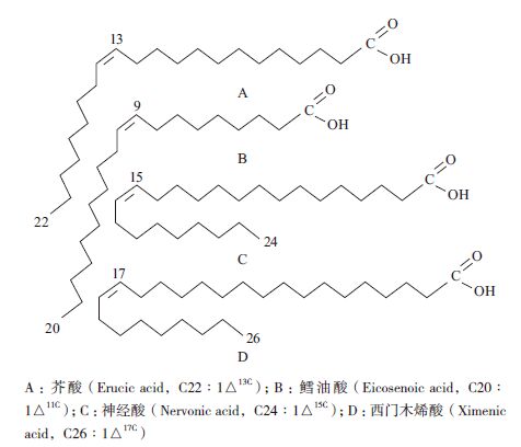 超长链单不饱和脂肪酸的分子结构 图选项