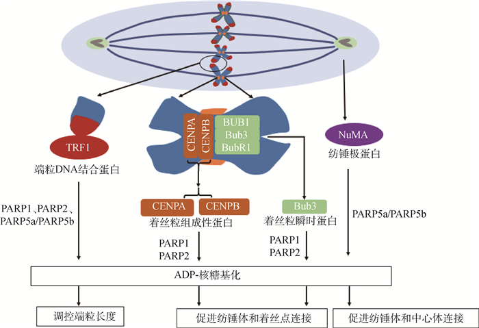 adp核糖基化調控精子形成的研究進展