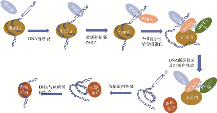 adp核糖基化調控精子形成的研究進展