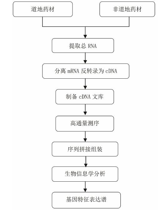 rna-seq在道地药材形成机制研究应用中的技术路线图