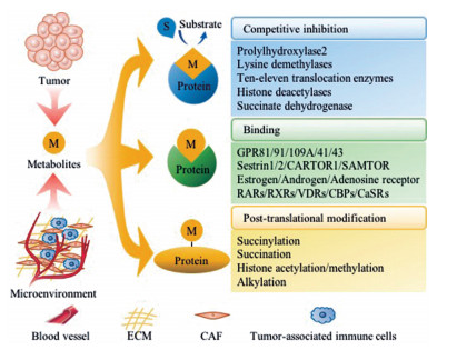 代謝產物調控腫瘤信號通路的分子機制研究進展