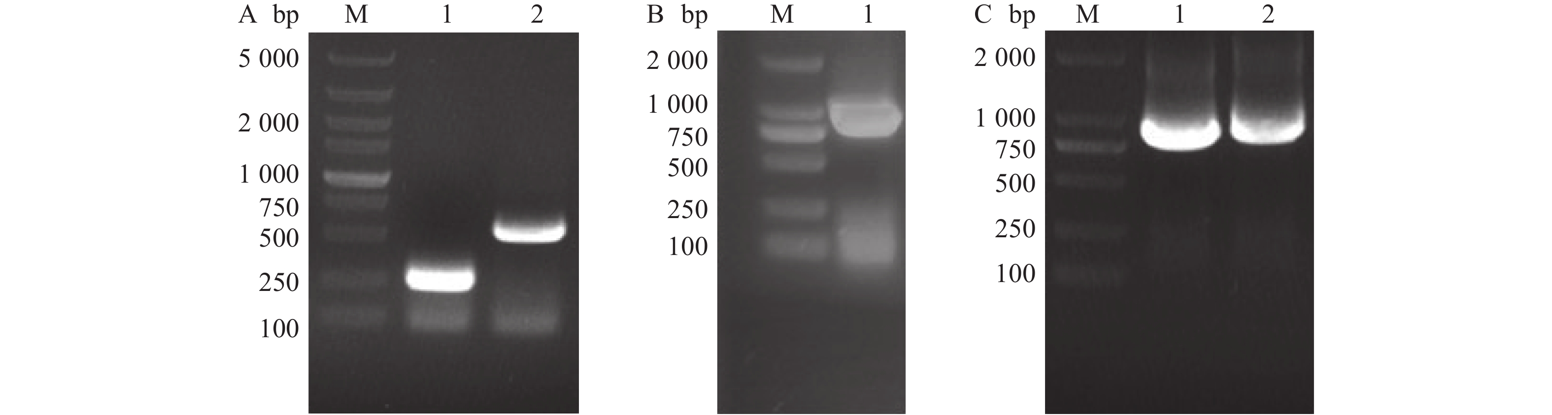 以f1和r1为引物,进行常规pcr,扩增产物经1 %琼脂糖凝胶电泳分析,大小