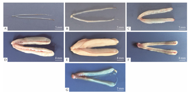 Testis Development and Ultrastructural Features During Spermatogenesis ...