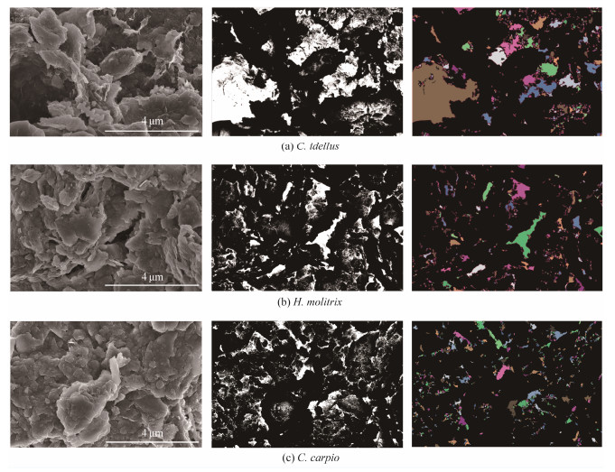 Fish Particles Effects of Functional Fish Organizations on the Fractal Characteristics ...