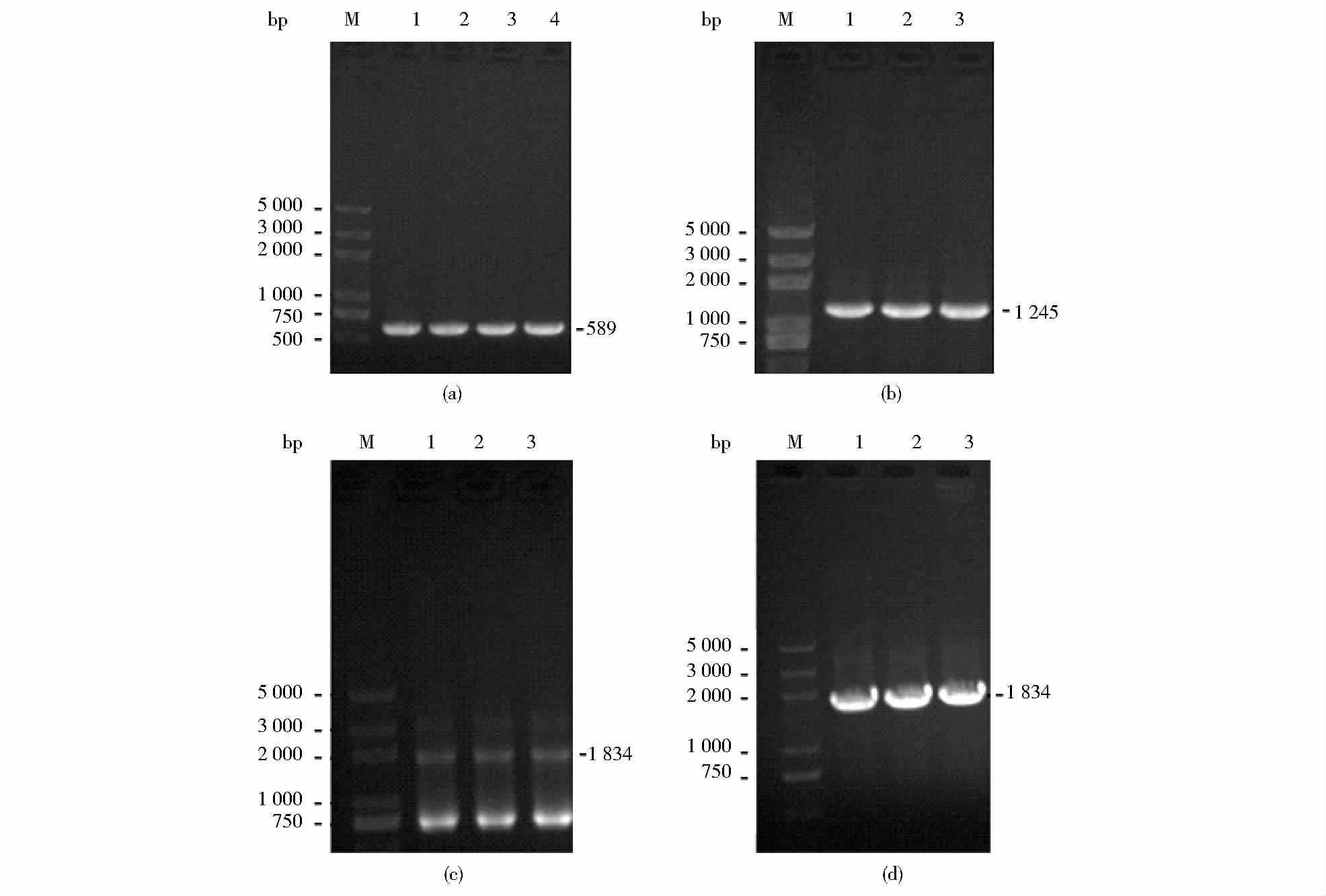 图 2pcr产物电泳图figure 2electrophoresis of amplified products