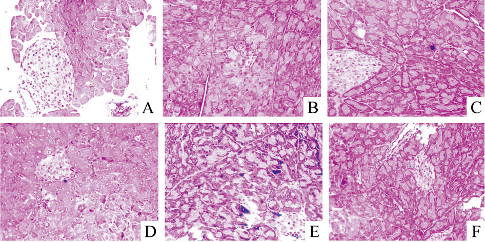 豚鼠胰腺腺泡细胞图片