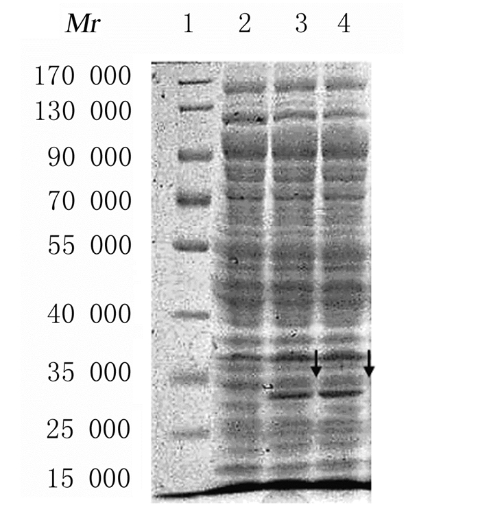 lane 1:dl10000dna marker; lane 2:blank control group; lane 3