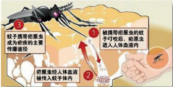 蚊子吸血示意图图片