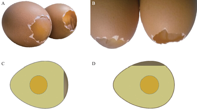 丁天华卢伟张超杜健健丁为民王玲2015基于music功率谱和cpnn的鸡蛋散