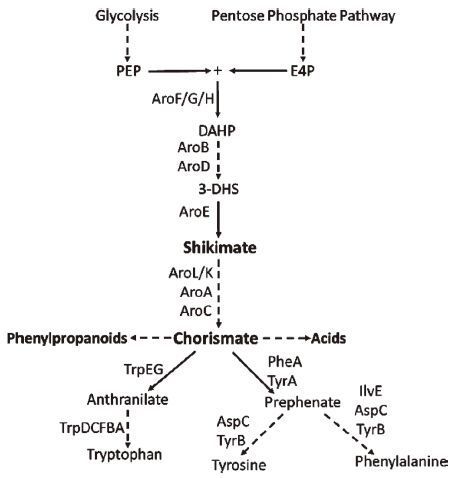 生物合成芳香族氨基酸及其衍生物的研究进展