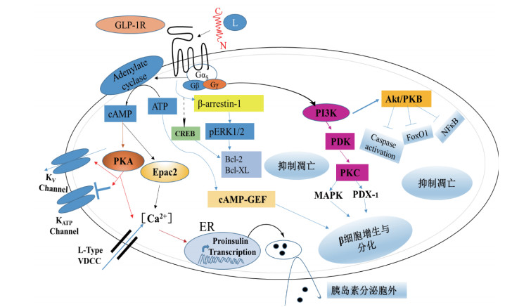 图 5胰岛β细胞中glp-1r调控的信号通路图选项2.