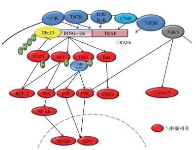 traf6与肿瘤关系的研究进展