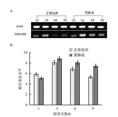 充足和氮胁迫培养条件下杜氏盐藻 dskasⅢ基因的表达分析(a:半定量pcr