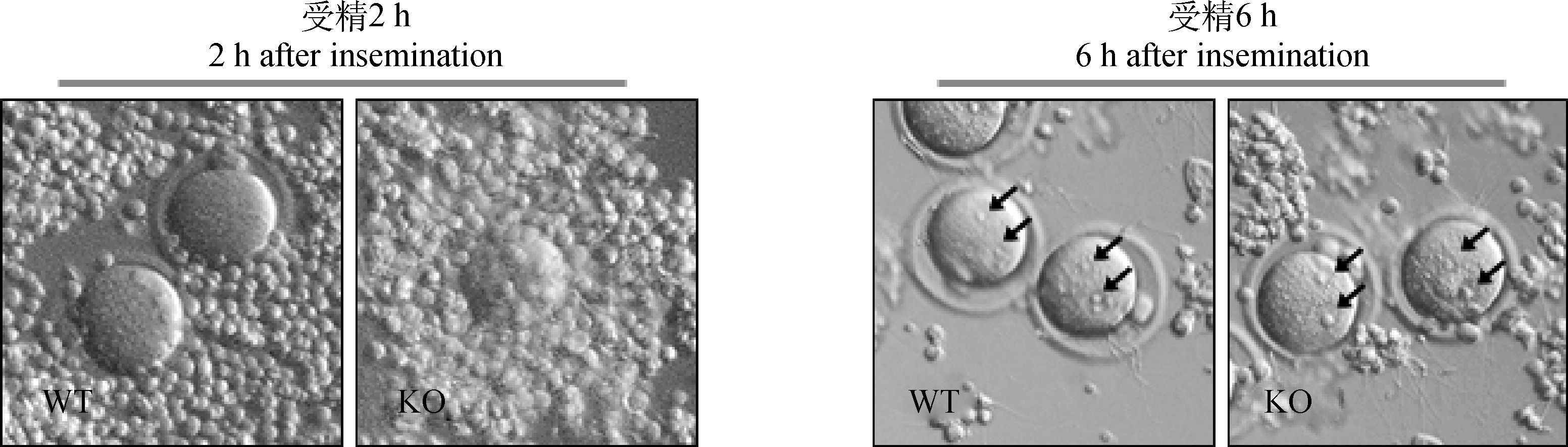小鼠卵巢颗粒细胞形态图片