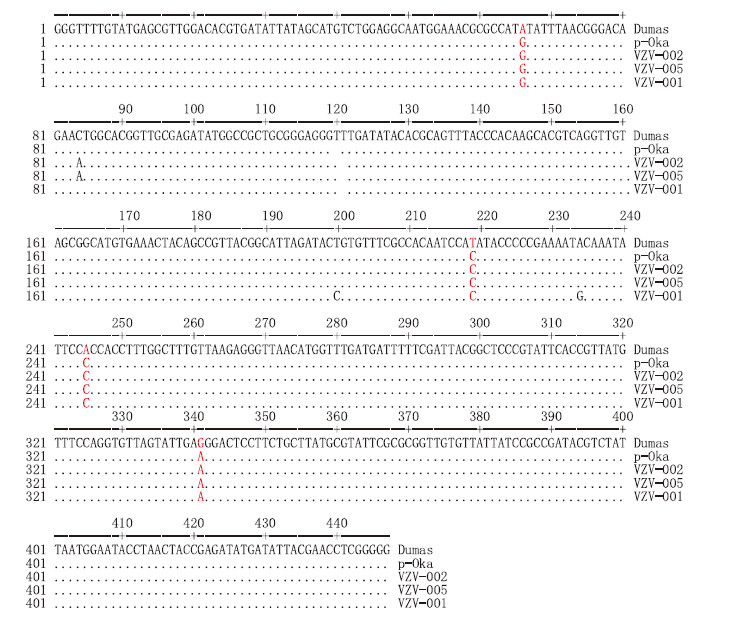 3株水痘- 带状疱疹病毒辽宁分离株与dumas 株,p-oka 株核苷酸序列对比