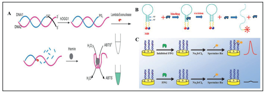 3. Amplification-assisted assay for DNA glycosylase 3.1. Polymerase ...