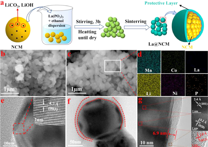 Fig. 1. (a) Schematic illustration of the preparation process. SEM ...