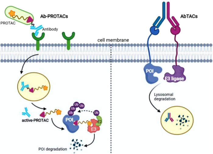 Fig. 10. Schematic diagram of the action mechanism of Ab-PROTACs (left ...