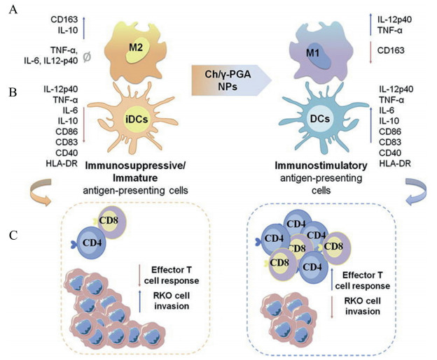 4.2. Poly(amino acid)s carriers with anti-inflammatory function