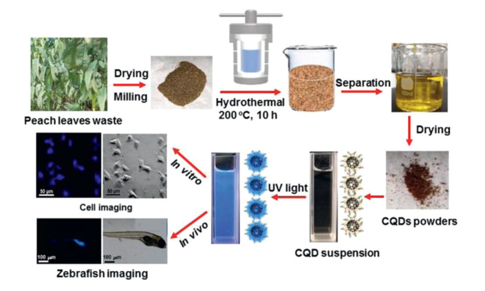 Scheme 1. Illustration of the CQDs extraction from peach leaves waste ...