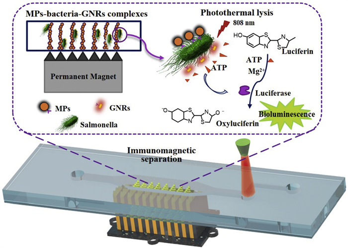 Fig. 1. Schematic of this microfluidic biosensor for rapid detection of ...
