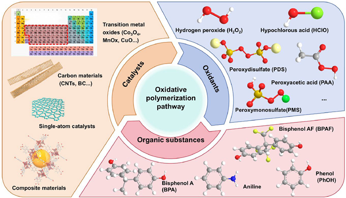 Polymerization Pathways Fig. 2. Schematic illustration of the generation pathway of oxidative ...
